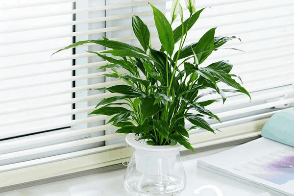 Cây lan ý thủy sinh có thể đặt trên bàn làm việc để trang trí và thực hiện hút đi các tia bức xạ từ máy tính, sóng wifi