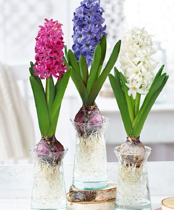 Cây tiên ông thủy sinh có màu sắc nổi bật làm mới không gian nhà ở, làm việc