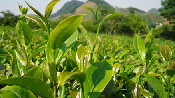 Trà bát tiên có phần búp non màu xanh hơi phớt tím