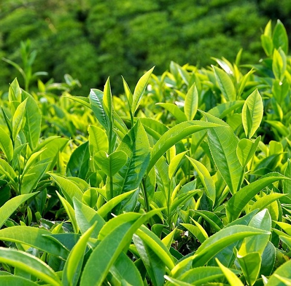 Cây trà cho năng suất tương đối cao