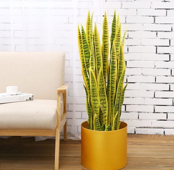 Cây lưỡi hổ trang trí nôi thất trong nhà có công dụng chống lại tà khí, xua đuổi ma quỷ