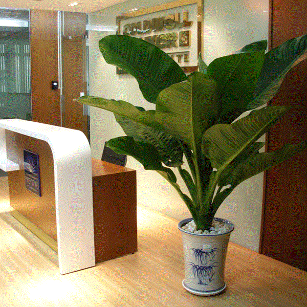 Đại phú gia là loại cây cảnh rất được ưa chuộng dùng để trang trí nội thất