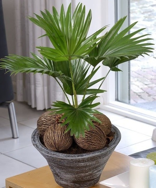 Cây cọ ta có ý nghĩa lớn trong việc thu hút tài vận, sinh tài giữ của