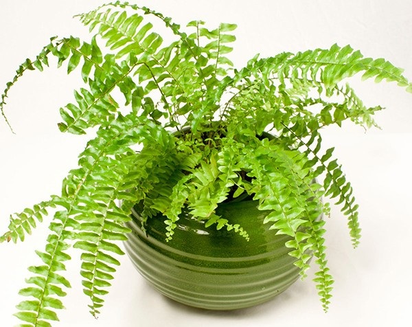 Dương xỉ trồng treo trên tường có khả năng sinh trưởng tốt