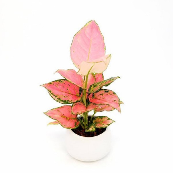 Cây vạn lộc trồng treo trên tường mang đến vẻ đẹp ấn tượng, dễ chăm sóc