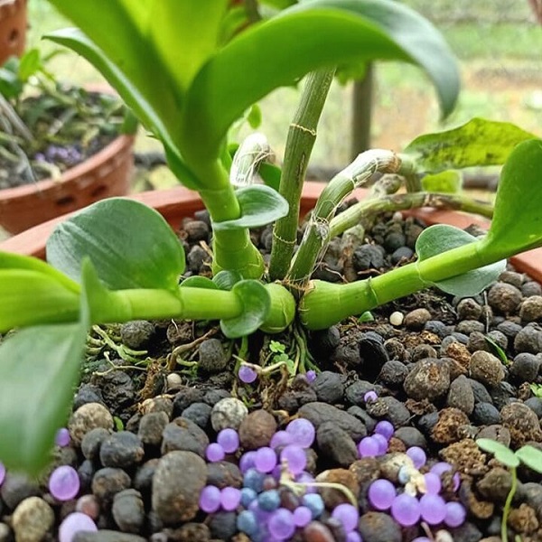 Cách bón phân cho đúng lượng chất cần thiết