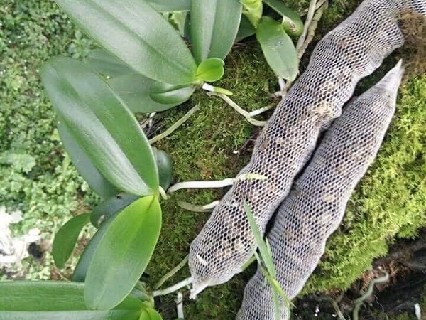 Hiện nay nước ta có khá nhiều loại hoa lan khác nhau