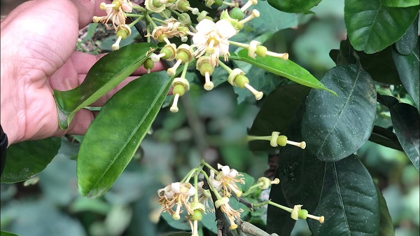 Cây đậu trái cần được bón thúc để cây đủ dinh dưỡng tránh tình trạng rụng trái non