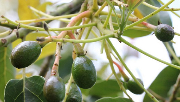 Thời kỳ cây mới đậu trái không nên lạm dụng quá nhiều vào thuốc hoá học