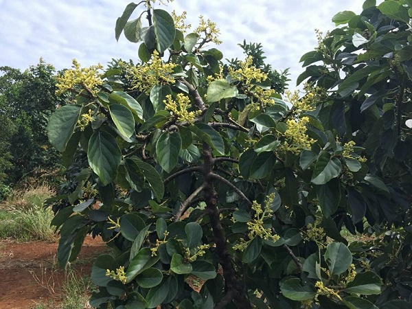 Trước khi cây bơ ra hoa cần được bổ sung phân bón để phân hoa mầm hoa bơ và giúp cây phục hồi nhanh