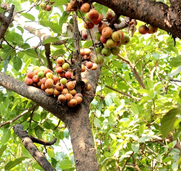 Không nên cắt nước để ép cây sung ra quả vì có thể khiến cây bị khô héo