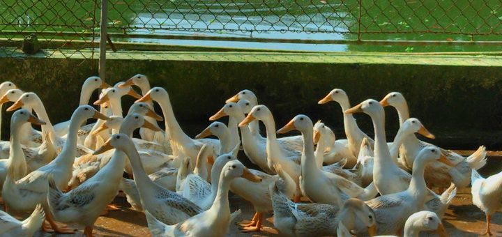 chi phí nuôi 100 con vịt