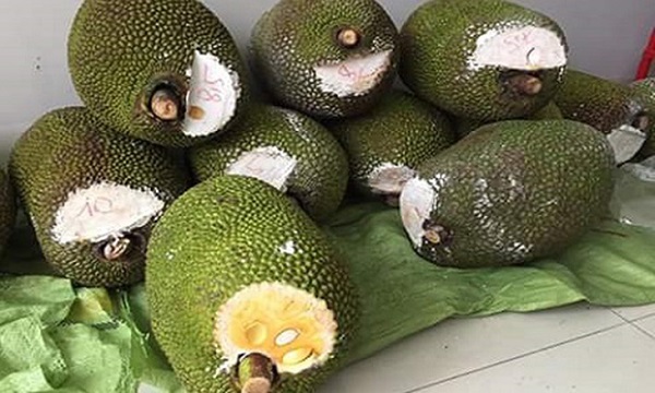 Quét vôi lên vai mít cũng sẽ giúp mít nhanh chín hơn