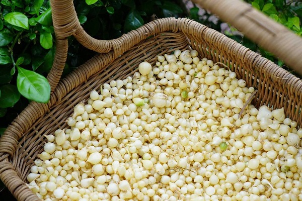 Hành tăm có công dụng hiệu quả trong xua đuổi côn trùng