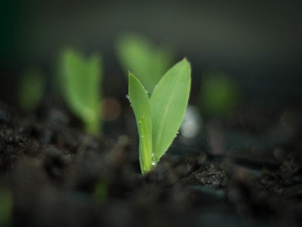 Đất trồng ngô nên là loại đất có độ tơi xốp, thoát nước tốt