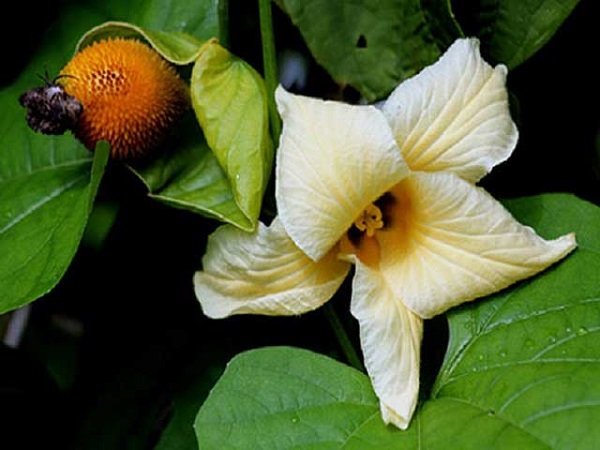 Cây gấc đực không cho trái nên làm giảm năng suất của nhà nông