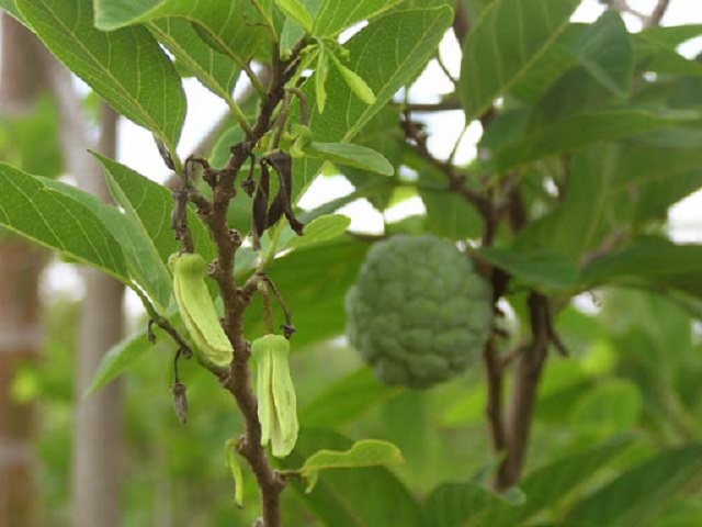 Quy trình thụ phân cho cây na cần thực hiện đúng các bước