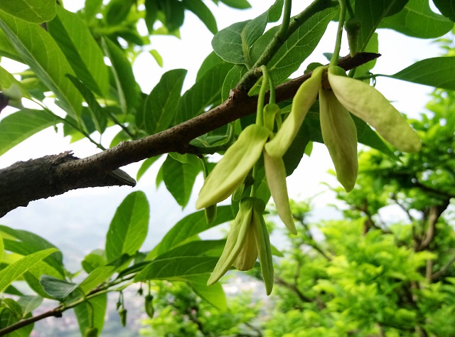 Sau khi thụ phấn bà con nên phun thuốc phòng trị sâu bệnh và hạn chế tưới nước