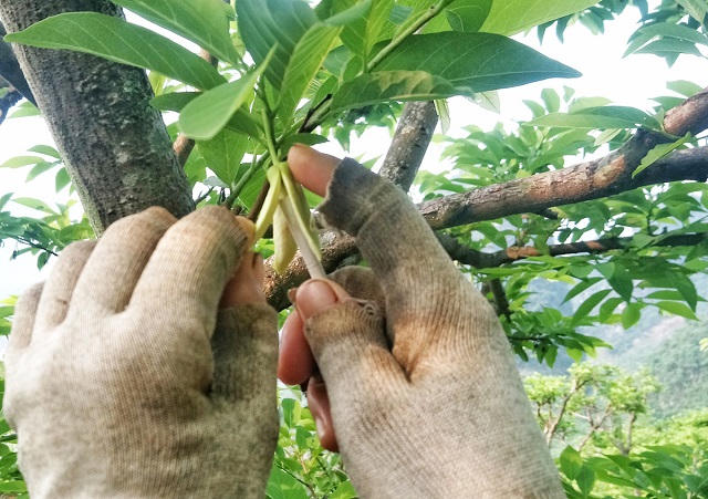 Bà con muốn thụ phấn cho cây na thì ban đầu cần lấy phấn hoa