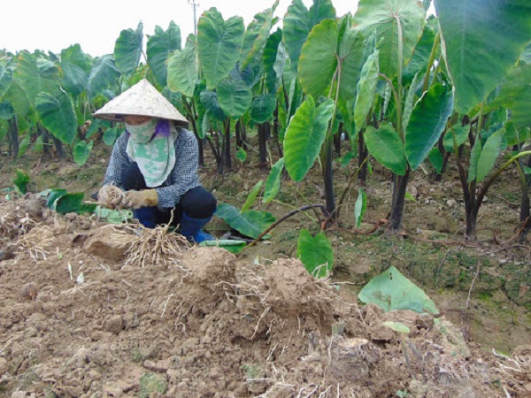Khi cây xuống lá còn khoảng 2 lá trên cây thì có thể tiến hành thu hoạch