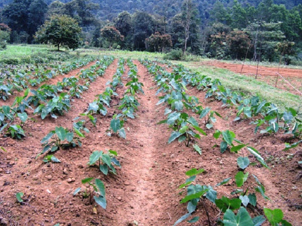 Đất trồng khoai Sọ cần đảm bảo về độ tơi xốp và sạch cỏ