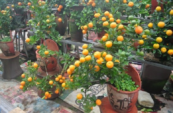 Sau khi trồng quất Bonsai bà con cần chú ý đến việc cung cấp dinh dưỡng cho cây