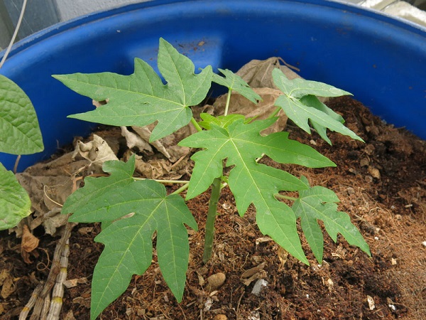 Cây đu đủ non cần được cung cấp độ ẩm ổn định để phát triển