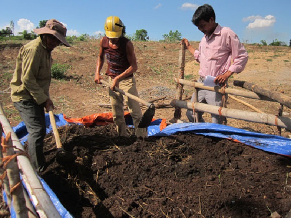 Dùng phân bò để cải tạo đất cũng là phương án được nhiều bà con lựa chọn