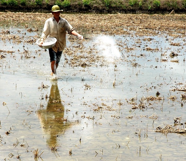 Sử dụng vôi để cải tạo đất là biện pháp được nhiều bà con áp dụng