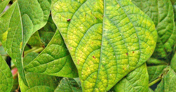 Đạm đóng vai trò quan trọng trong quá trình sinh trưởng của cây trồng