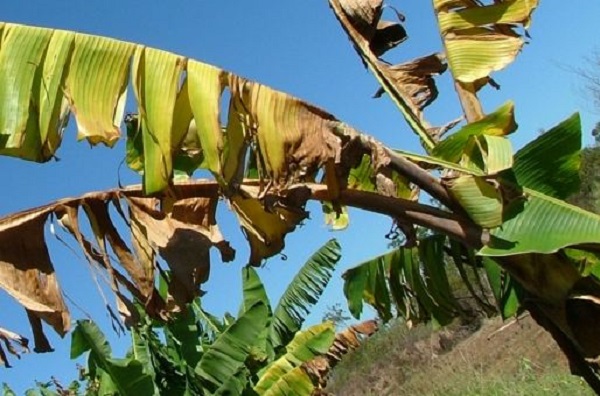 Cây bị bệnh nhanh chóng xuất hiện triệu chứng héo vàng lá