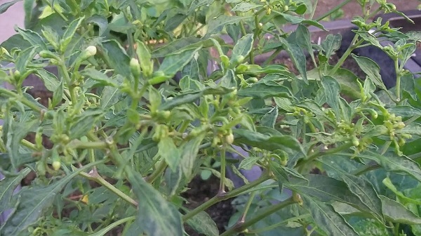 Bệnh xoắn lá ở cây ớt rất dễ để nhận biết