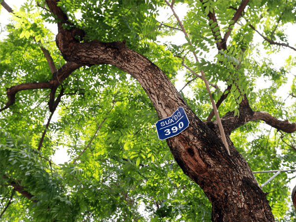 Cây sưa đỏ lâu năm được trồng tại miền Bắc sẽ có giá trị cao hơn cây sưa đỏ trồng ở miền Nam