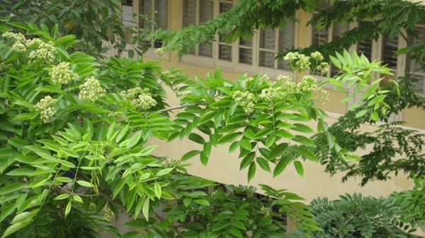 Cây sưa đỏ là loại cây cho gỗ có giá trị kinh tế lớn