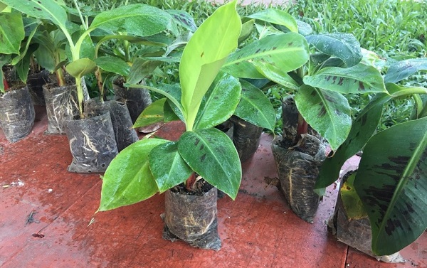 Chuối già Nam Mỹ cho hiệu quả kinh tế cao