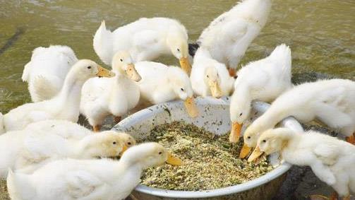 chi phí nuôi 100 con vịt