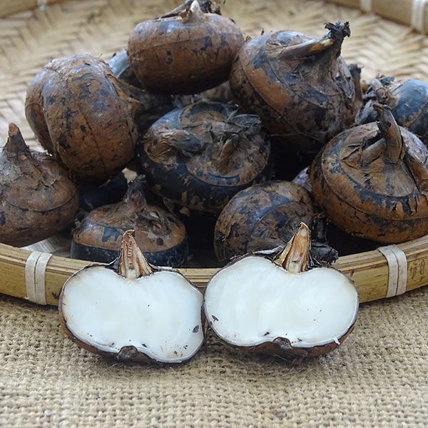 Củ năng chứa nhiều dưỡng chất có lợi cho sức khoẻ