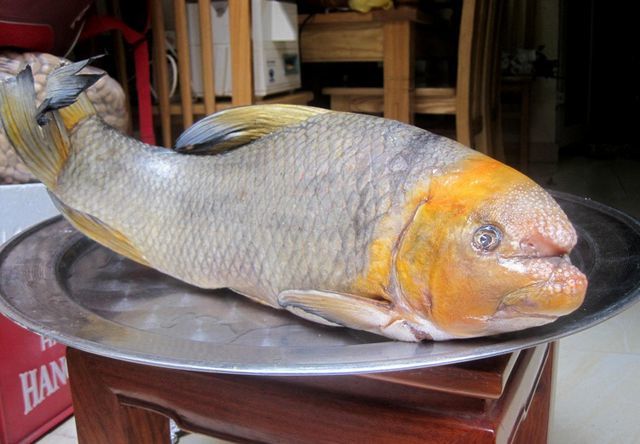 Cá tiến vua anh vũ