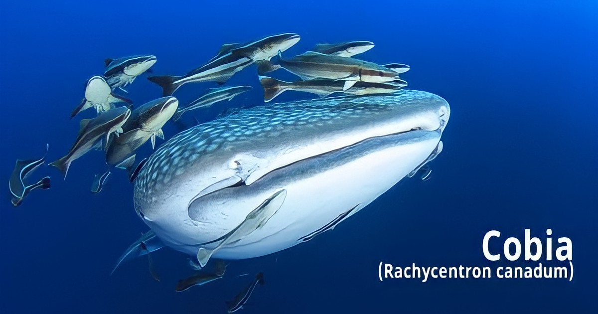 Cá bớp có ở đâu