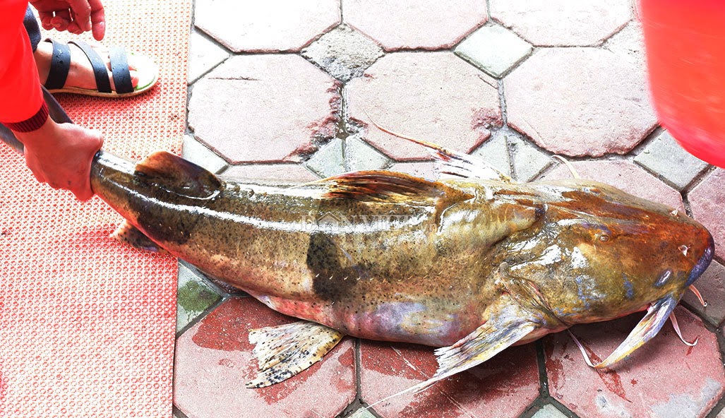 Nuôi cá chiên trong lồng bè