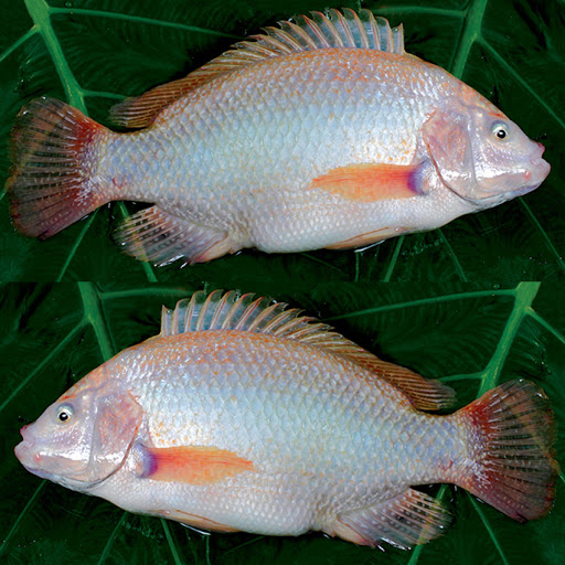 nuôi cá diêu hồng