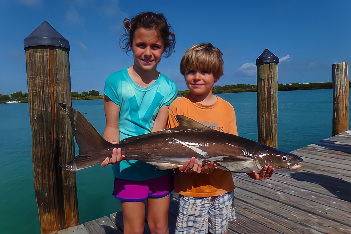 Câu cá bớp như thế nào