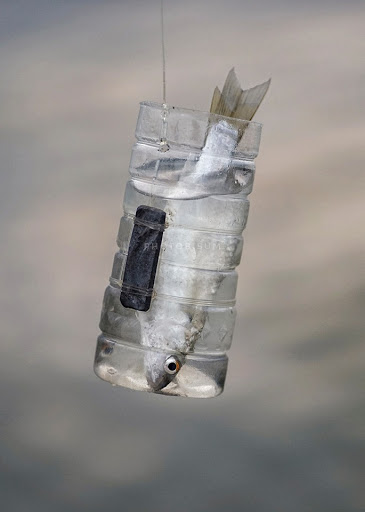 Cách câu cá đối