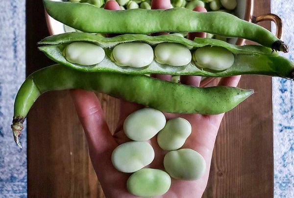 Cây đậu tằm ưa sinh trưởng và phát triển nơi khí hậu mát mẻ, thoáng mát