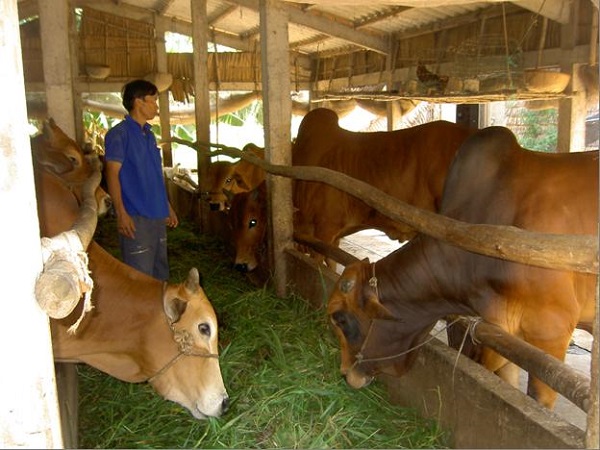 Chọn giống bò thịt là yếu tố quan trọng quyết định đến năng suất