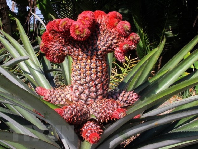 Dứa đỏ có vẻ ngoài độc đáo nên được nhiều người chú ý đến