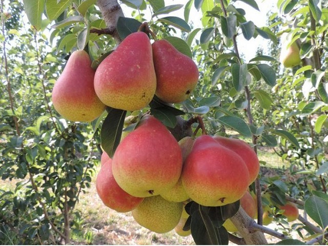 Lê đỏ mang màu sắc nổi bật nên rất được ưa chuộng trong thời gian gần đây