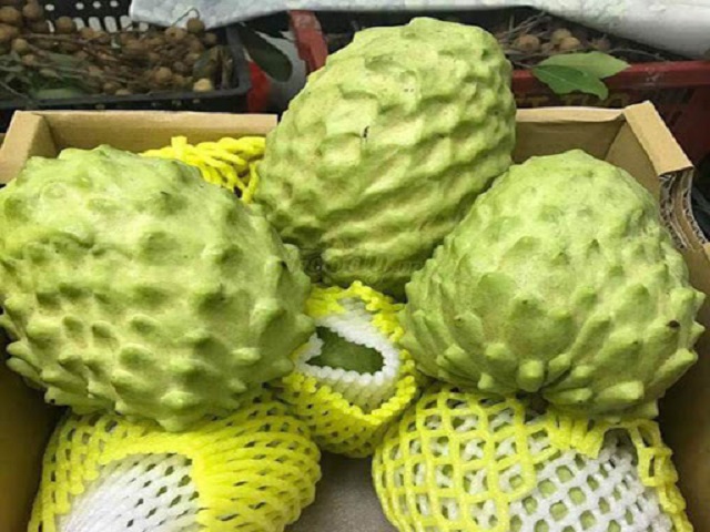 Trái na bở có kích thước lớn hơn với trái na dai thông thường