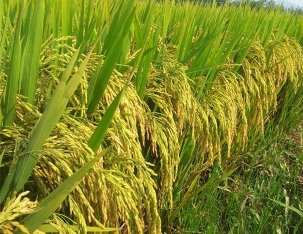 Lưu ý nên cấy lúa với mật độ vừa phải để đảm bảo cay không bị nhiễm bệnh, sinh trưởng kém