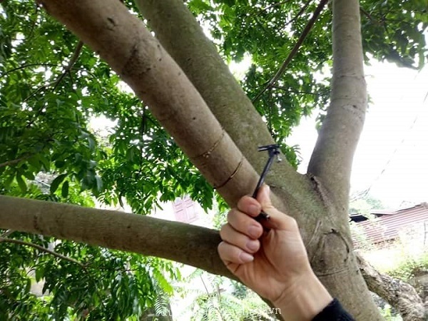 Thời điểm khoanh cành nhãn ở Miền Nam và Miền Bắc có sự khác biệt